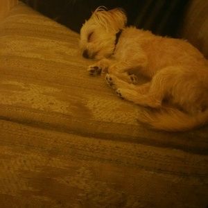 Meet your Posher, Loopa